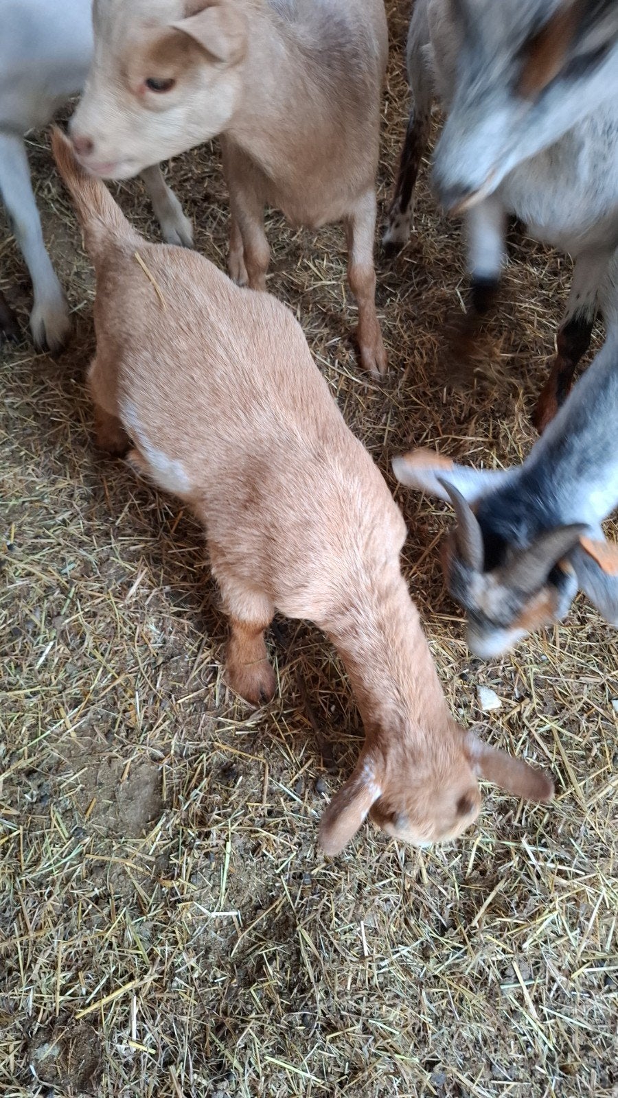 Zeer mooi dwerggeiten bokje, Animaux & Accessoires