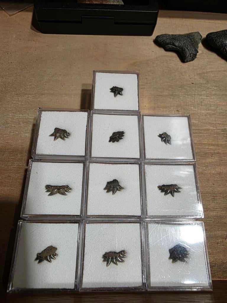 Ensemble de 10 dents de requin Simhy Nothorinchus Primigemiu, Enlèvement ou Envoi, Fossile