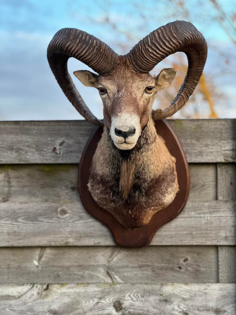 Grote moeflon taxidermie, Ophalen