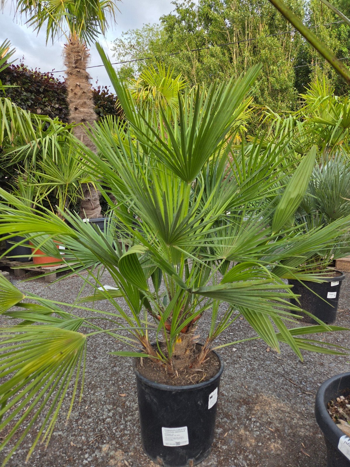 Europese dwergpalm - Chamaerops Humilis, Jardin & Terrasse, Bulbes & Semences, Enlèvement