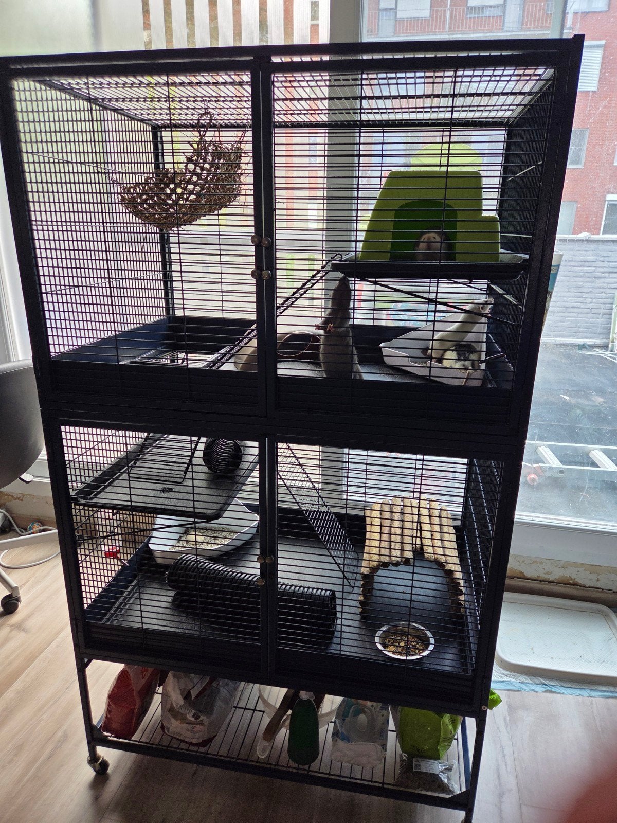 3 tamme ratten met groot kooi, Enlèvement, Cage