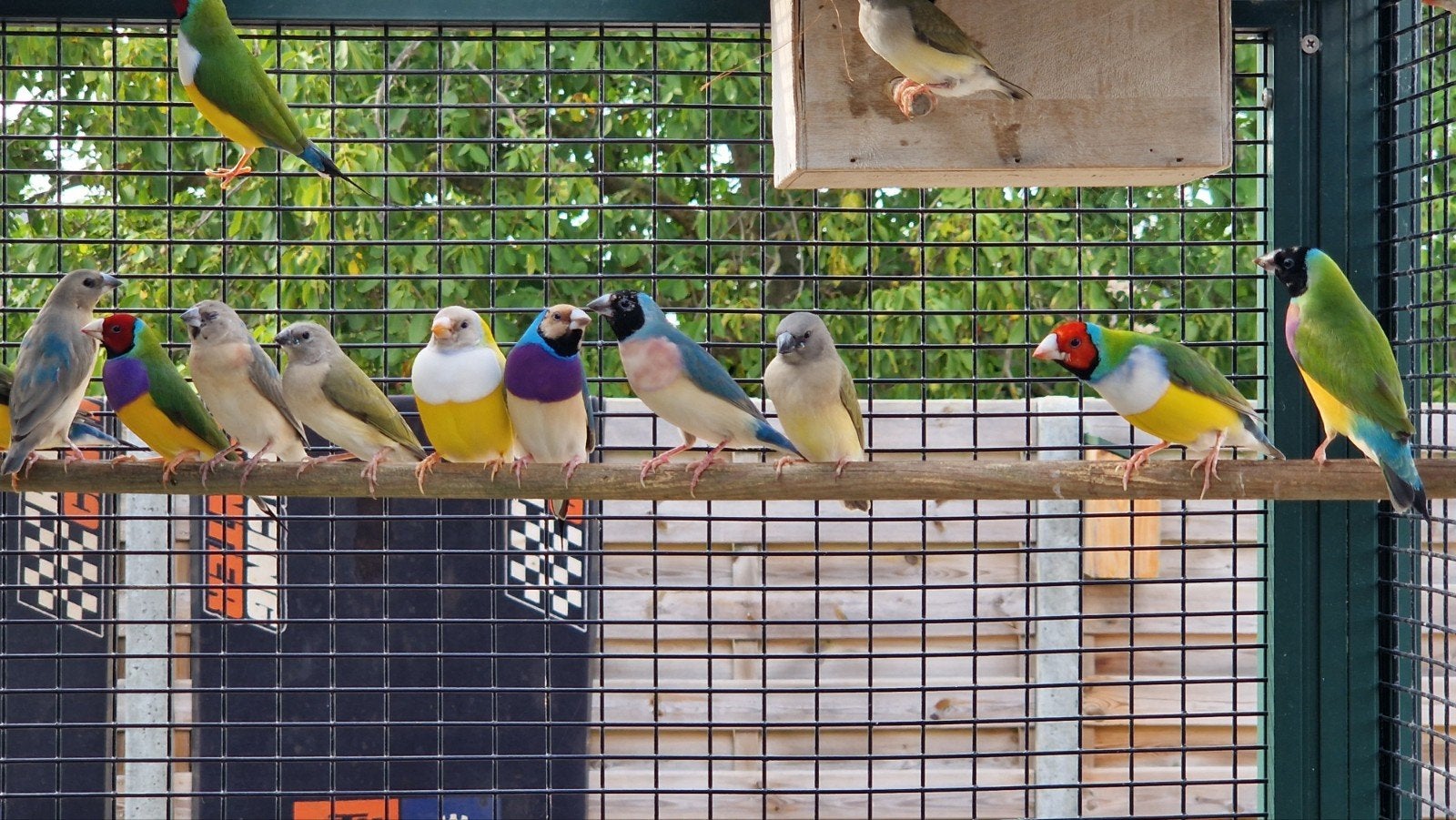 gouldamadines