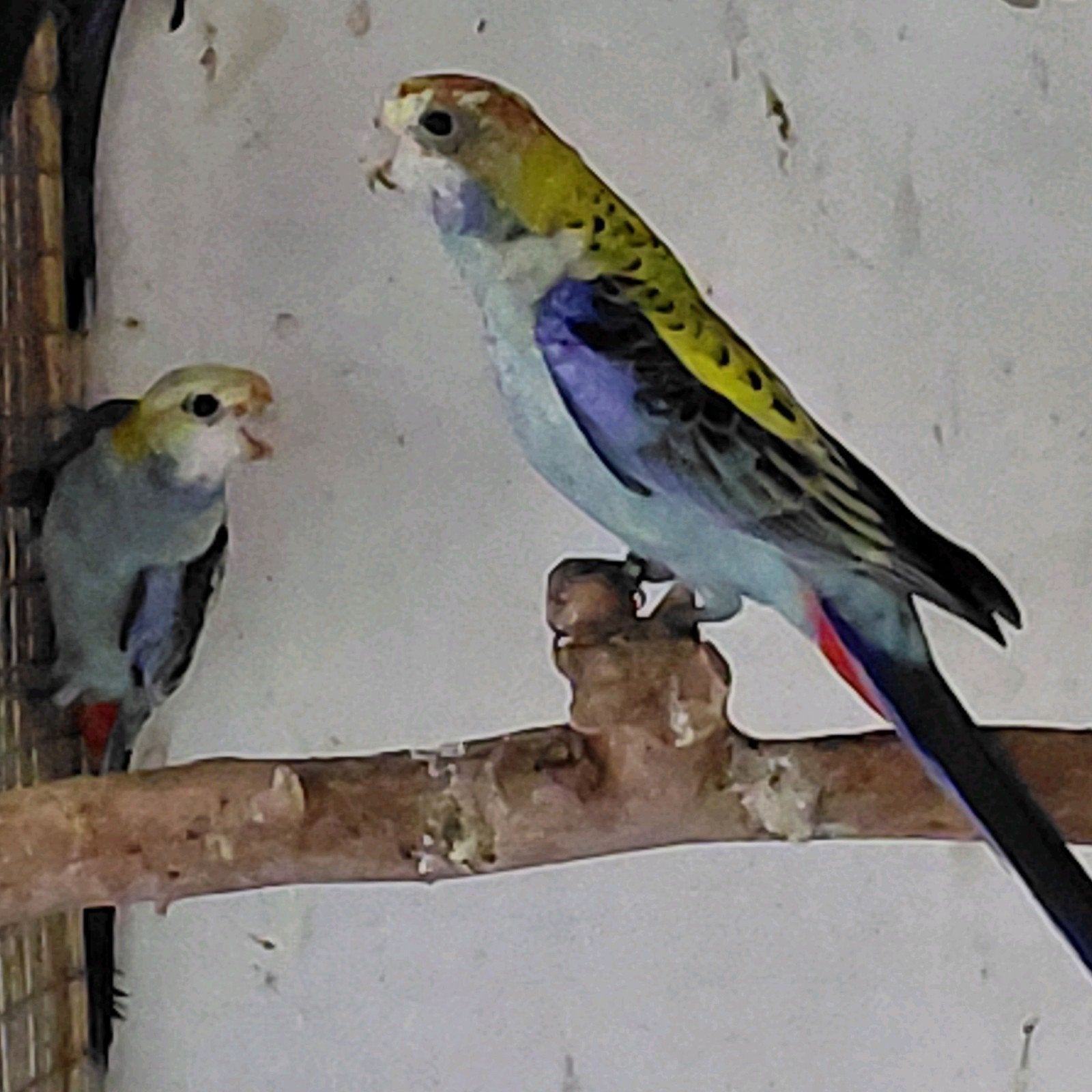 bleekkop rosella, Animaux & Accessoires
