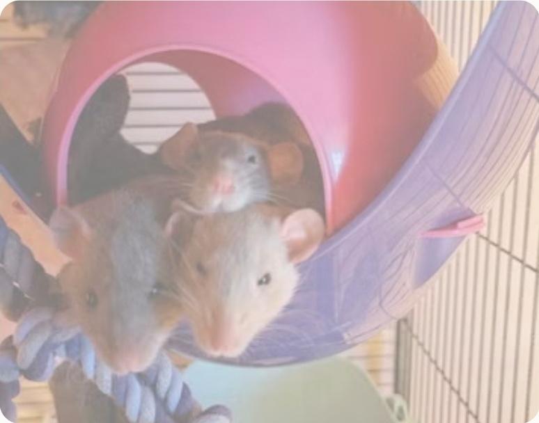Ratjes, Dieren en Toebehoren, Knaagdieren, Oktober, Vrouwelijk, Rat