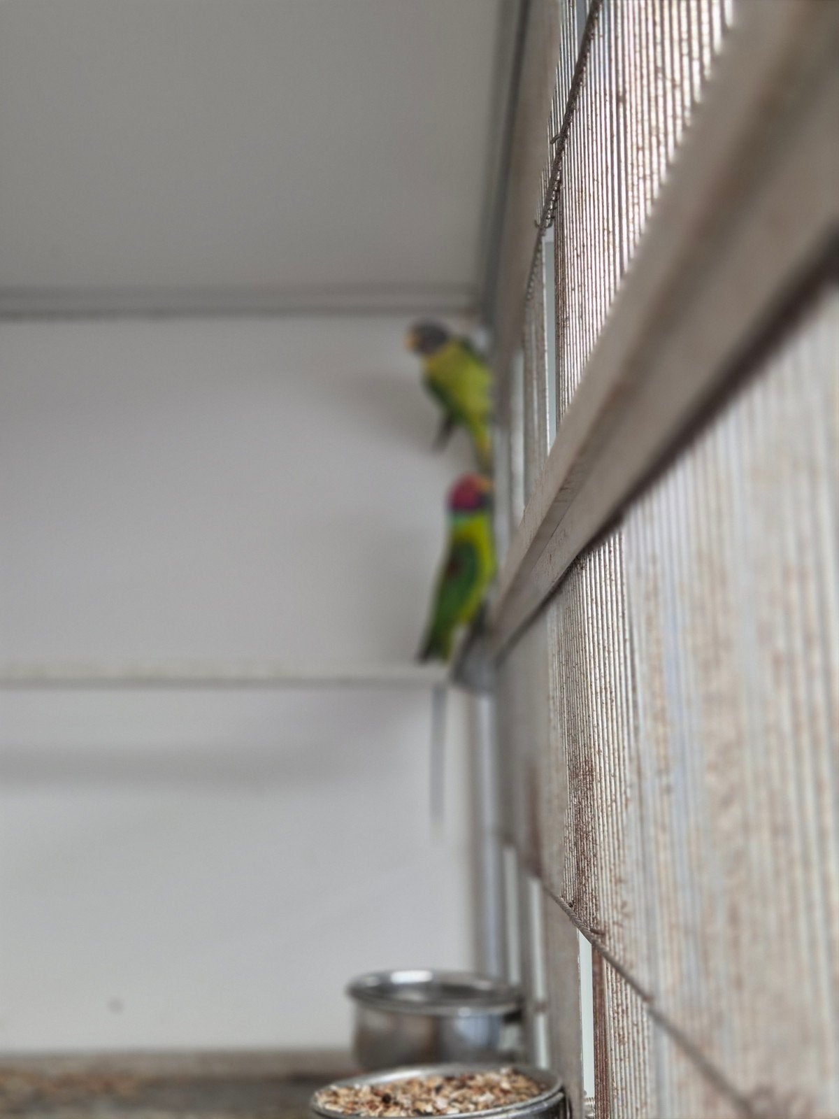 3 koppels pruimkoppen te koop