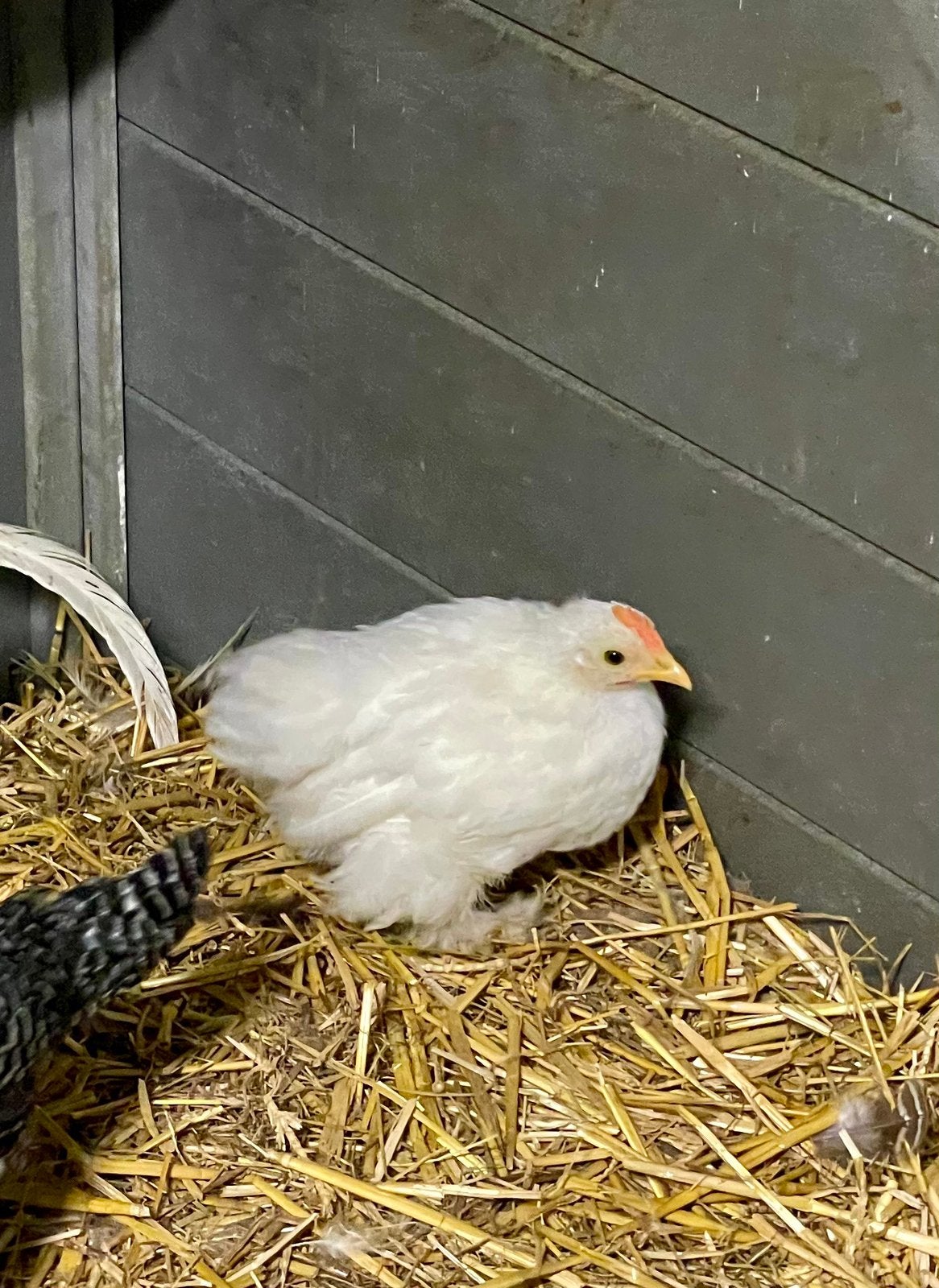 Cochin kriel haantje, Dieren en Toebehoren, Mannelijk, Kip