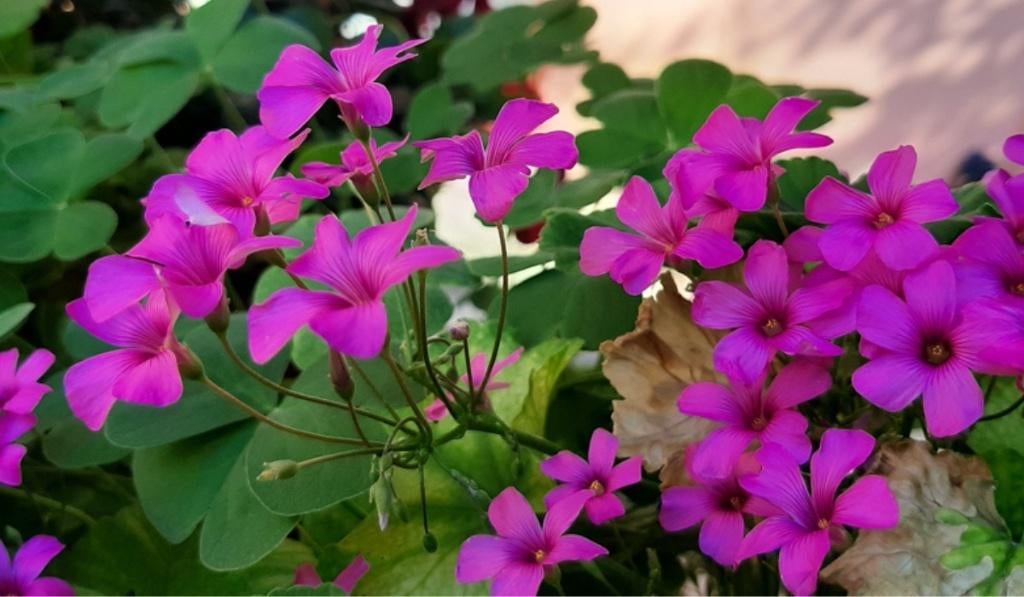 5 x oxalis of klavertje in pot bloeit heel de zomer, Tuin en Terras, Planten | Tuinplanten, Ophalen, Zomer, Vaste plant