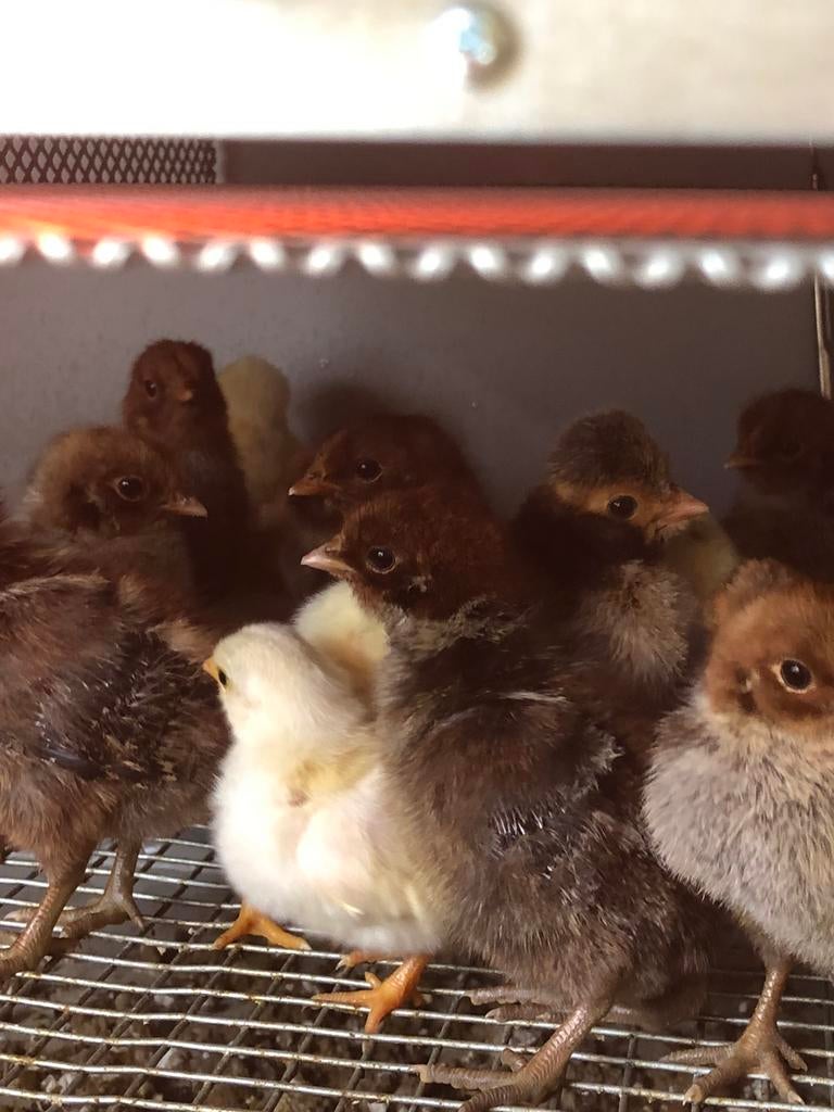 Kuikens, Geslacht onbekend, Kip