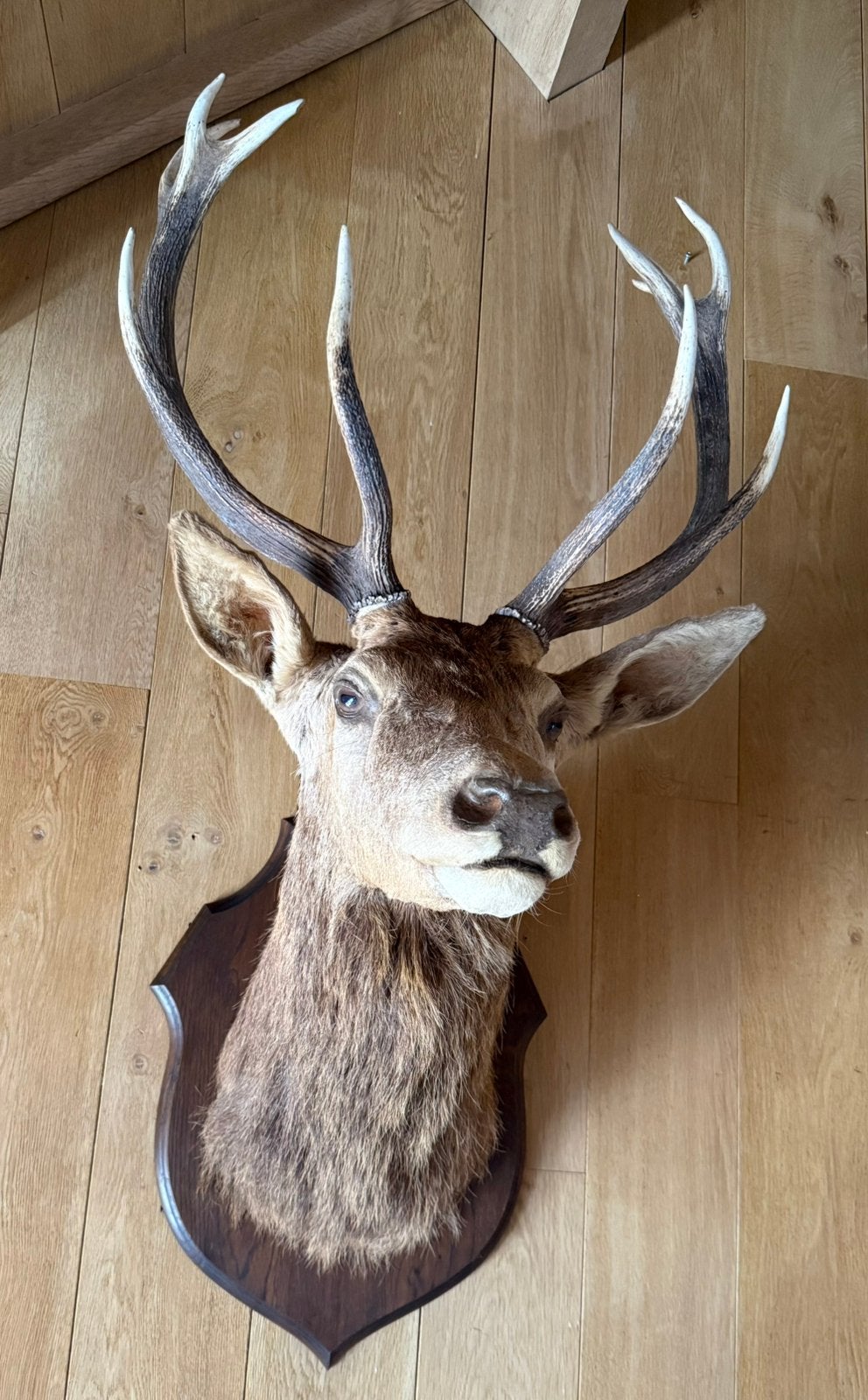 Grotere HERTEKOP met mooi vol gewei / taxidermie, Ophalen, Gebruikt, Hert, Gewei of Kop