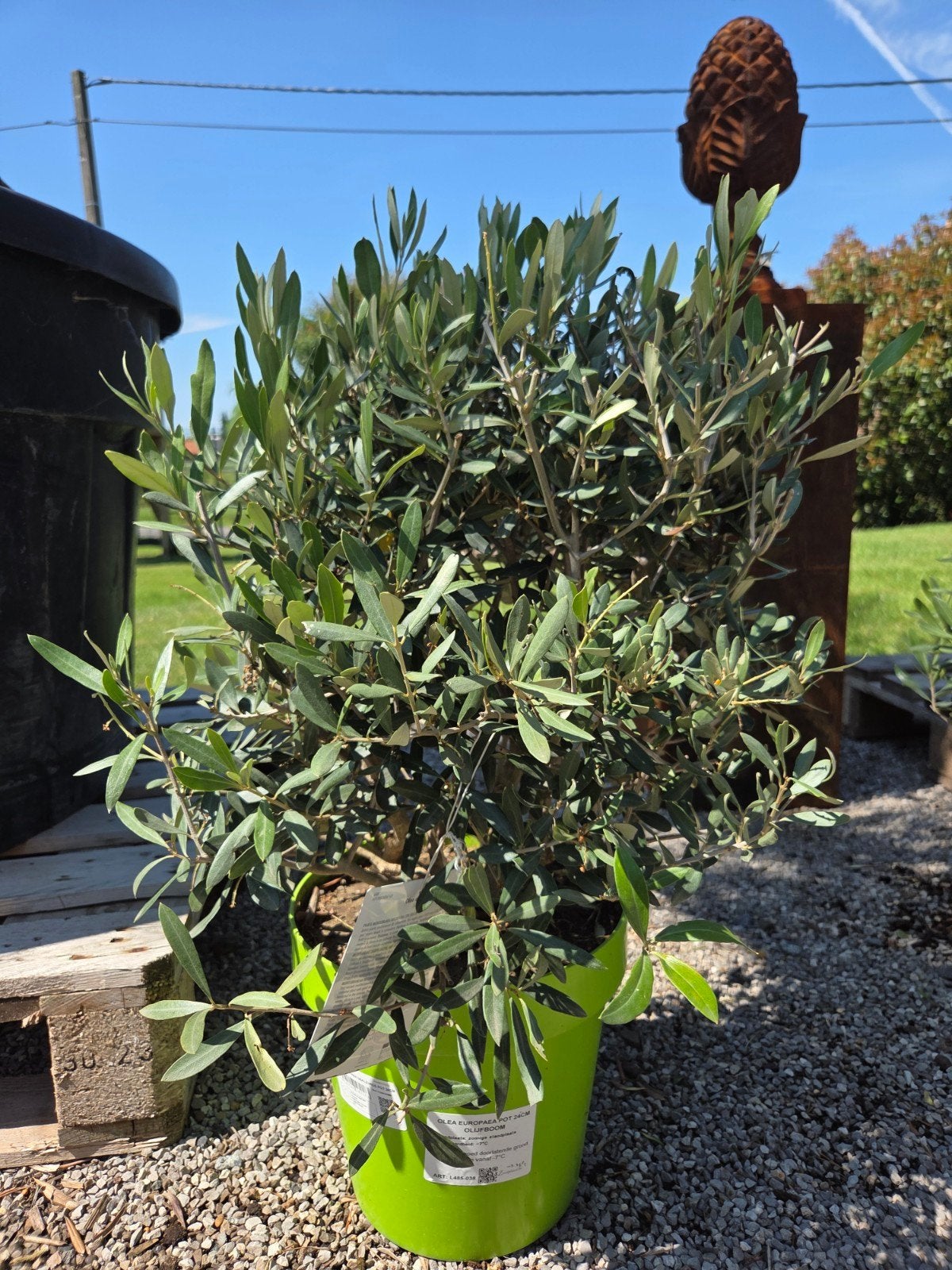 Olijfboom Olea Europaea struik, Tuin en Terras, Ophalen, Olijfboom