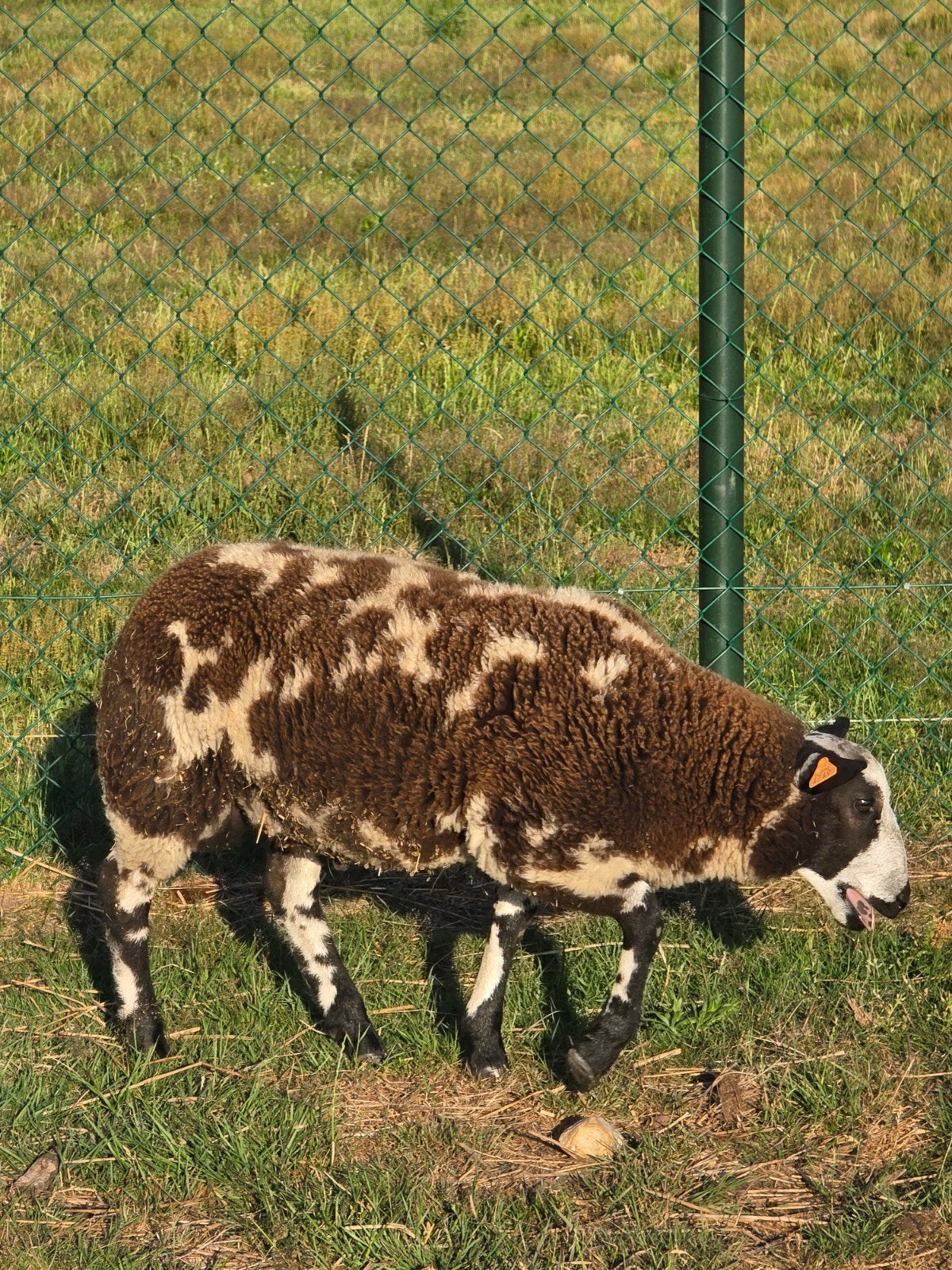 schapen te koop, Dieren en Toebehoren, Meerdere dieren, Schaap, 0 tot 2 jaar