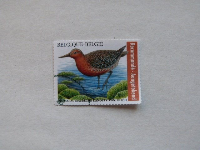 België gestempeld nr. 5147, Ophalen of Verzenden, Gestempeld, Gestempeld