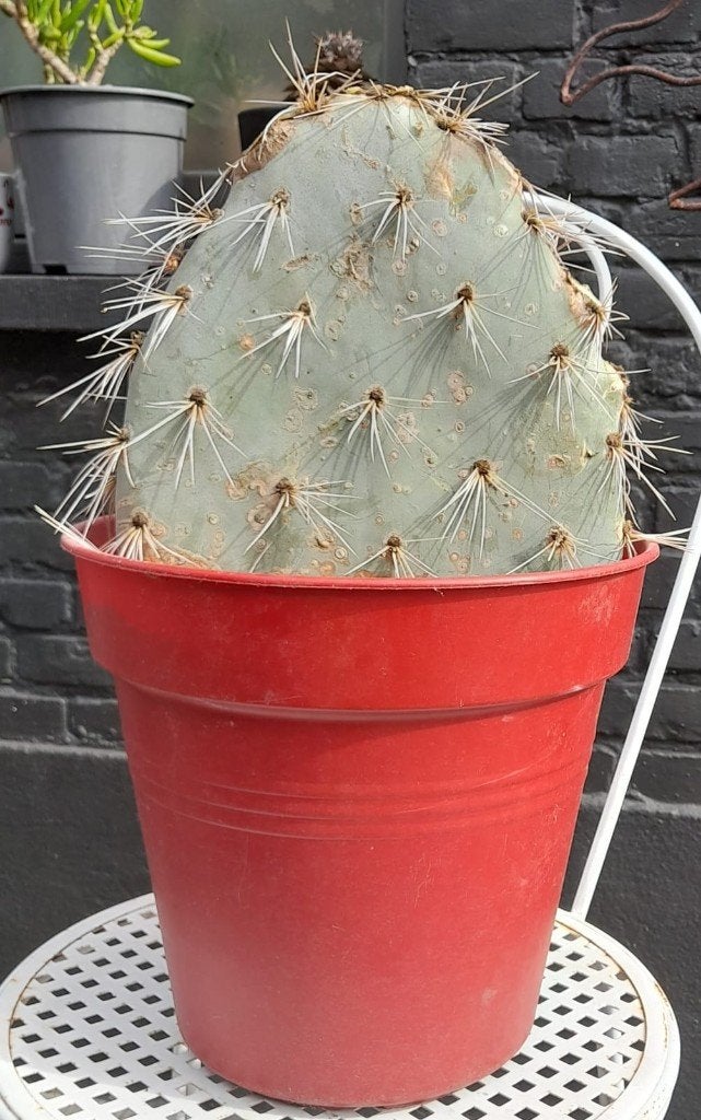 winterharde Opuntia cactus, Huis en Inrichting, Kamerplanten, Ophalen, Minder dan 100 cm, In pot, Cactus