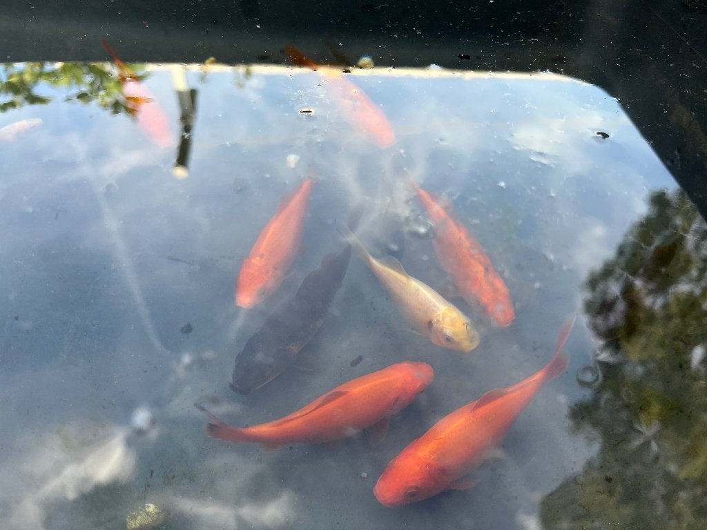 Goudvissen 5€ voor 13 vissen (0,5 per stuk), Dieren en Toebehoren, Goudvis(sen)