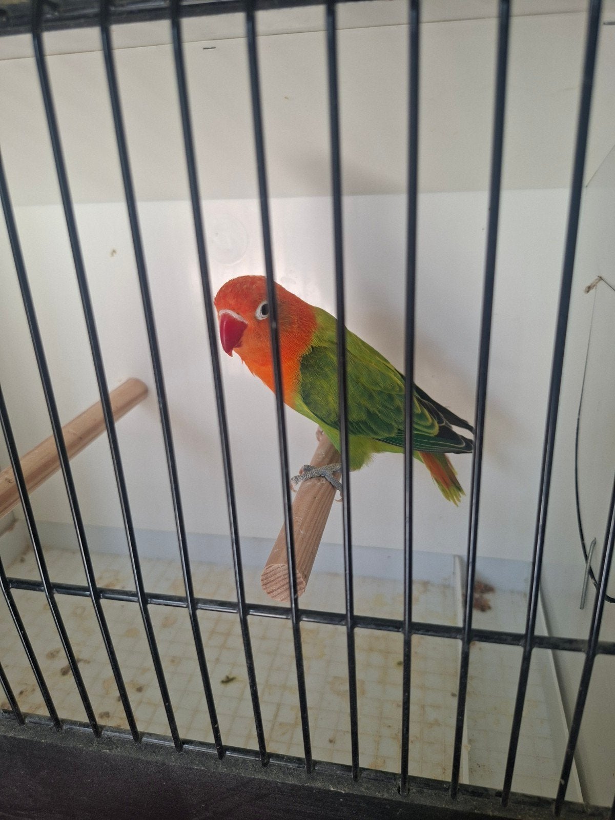 fischeri, Dieren en Toebehoren, Vogels | Parkieten en Papegaaien, Vrouwelijk, Dwergpapegaai of Agapornis
