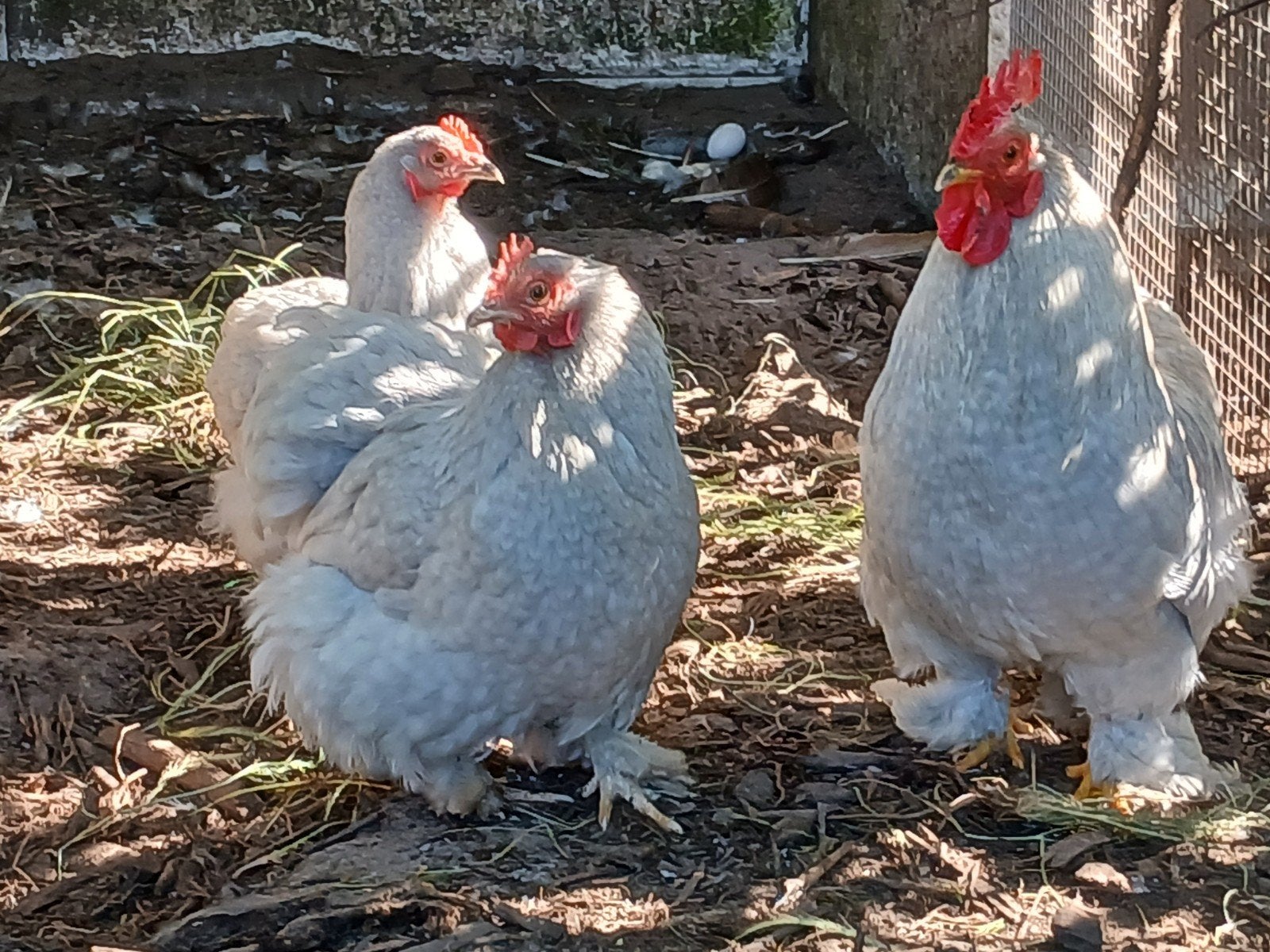 Cochinkriel parelgrijs, Dieren en Toebehoren