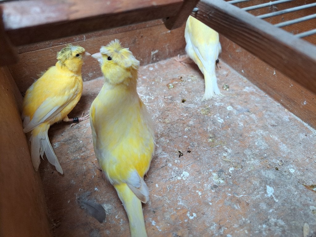 Kanarie poppen 2025, Dieren en Toebehoren, Vrouwelijk