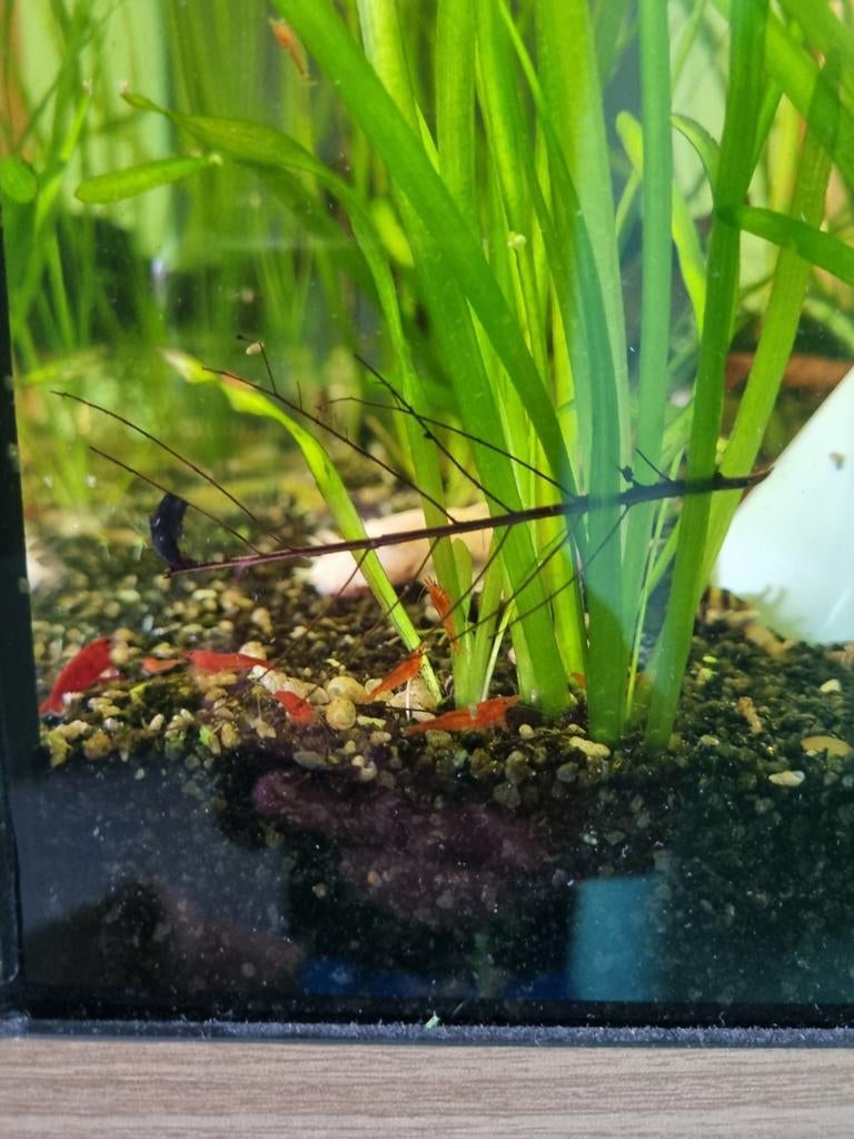 Rode garnalen, Dieren en Toebehoren, Kreeft, Krab of Garnaal, Zoetwatervis, Schoolvis