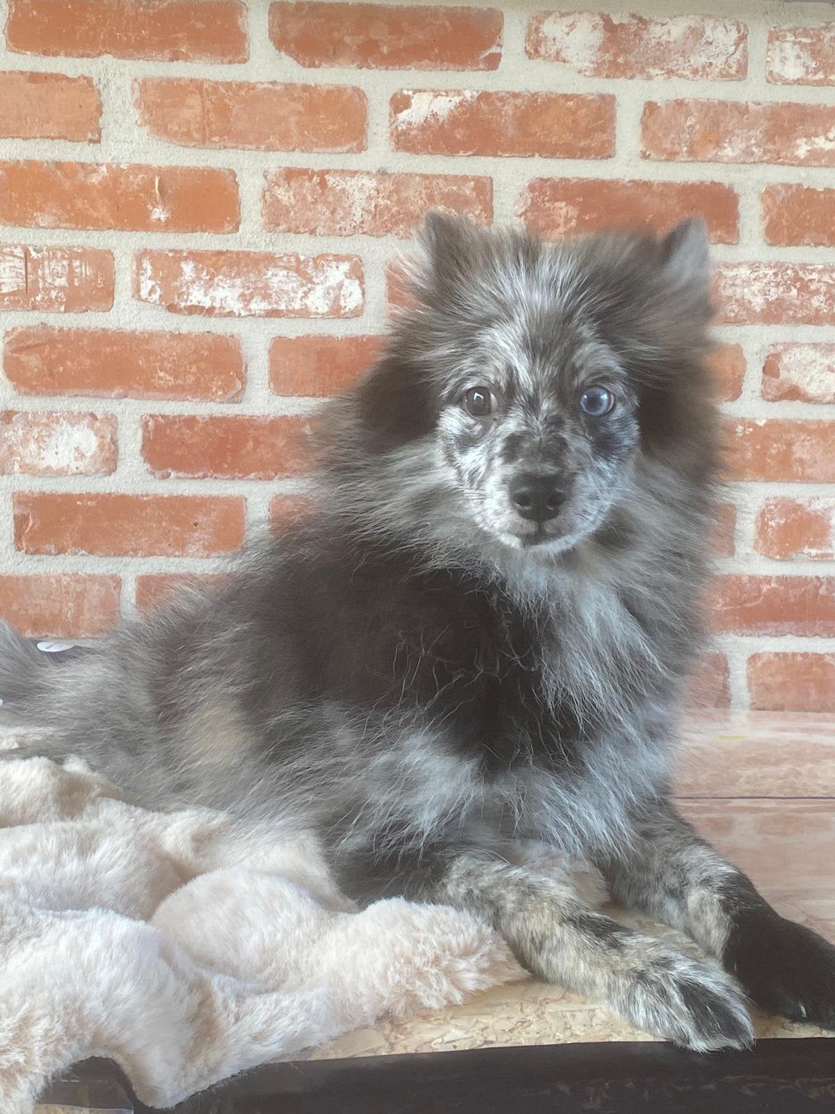 Chiots junior du spitz nain, 15 semaines à 1 an, Loulou, Maladie de Carré (chiens), Éleveur | Professionnel