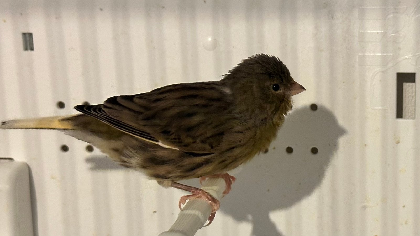 Kanarie, Mâle, Canari de couleur