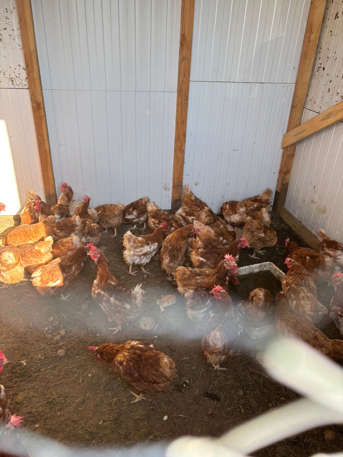 Legkippen, Femelle, Poule ou poulet