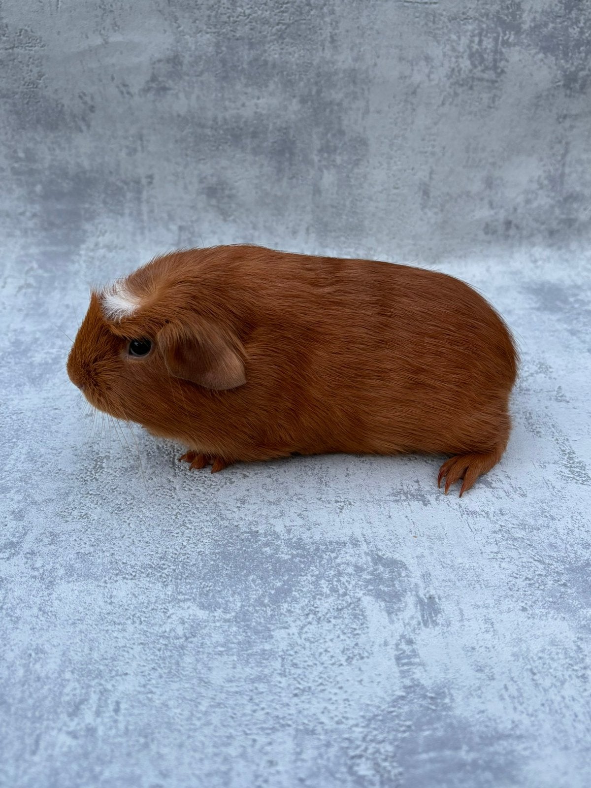 Cavia goud donkeroog A. Gekruind mannetje, Animaux & Accessoires, Mâle, Domestique, Septembre, Cobaye
