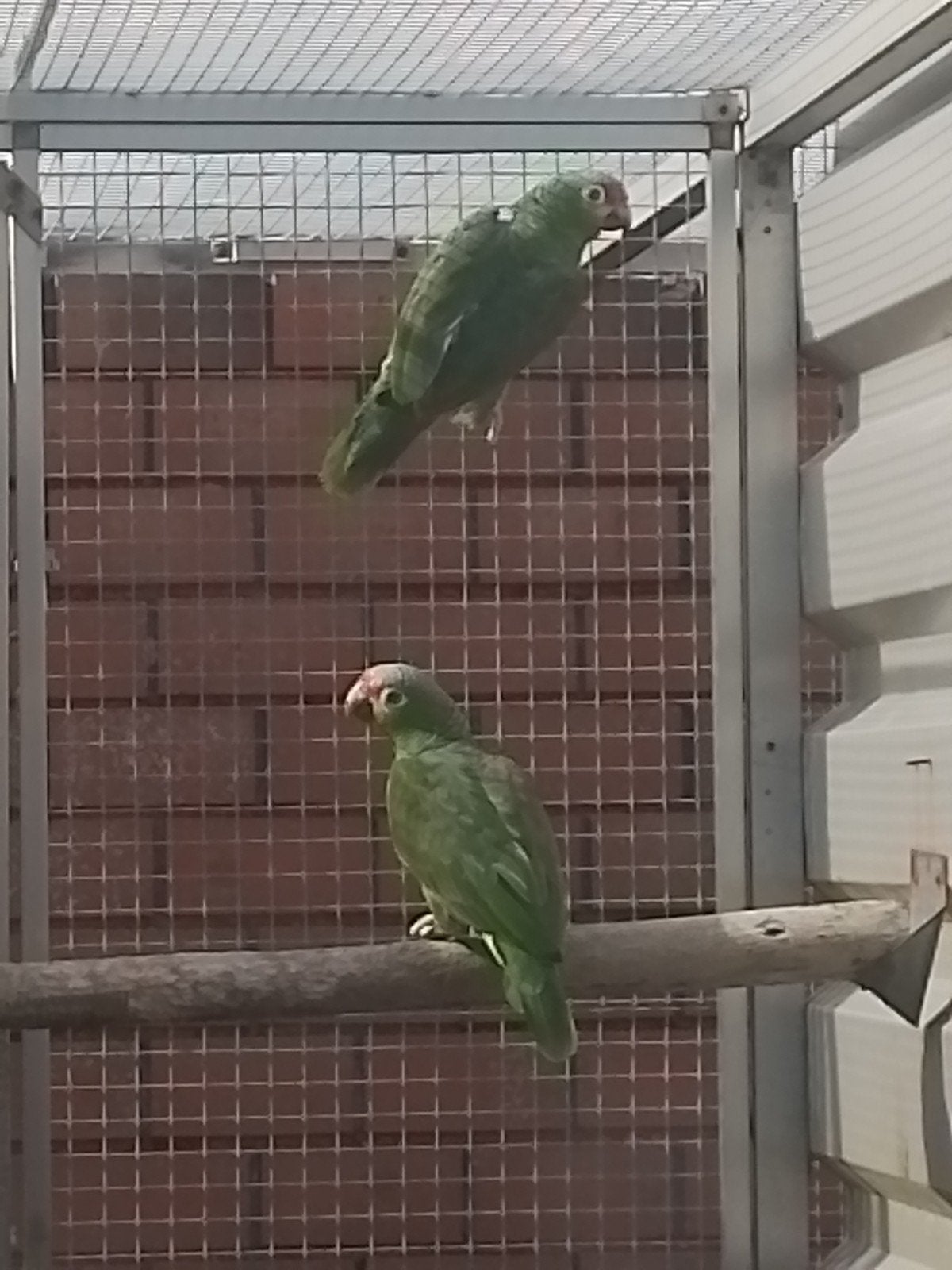 1-0 Geelwang amazone, 2016., Dieren en Toebehoren, Vogels | Parkieten en Papegaaien