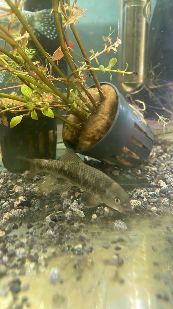 1 garra garra, Poisson, Poisson d'eau douce