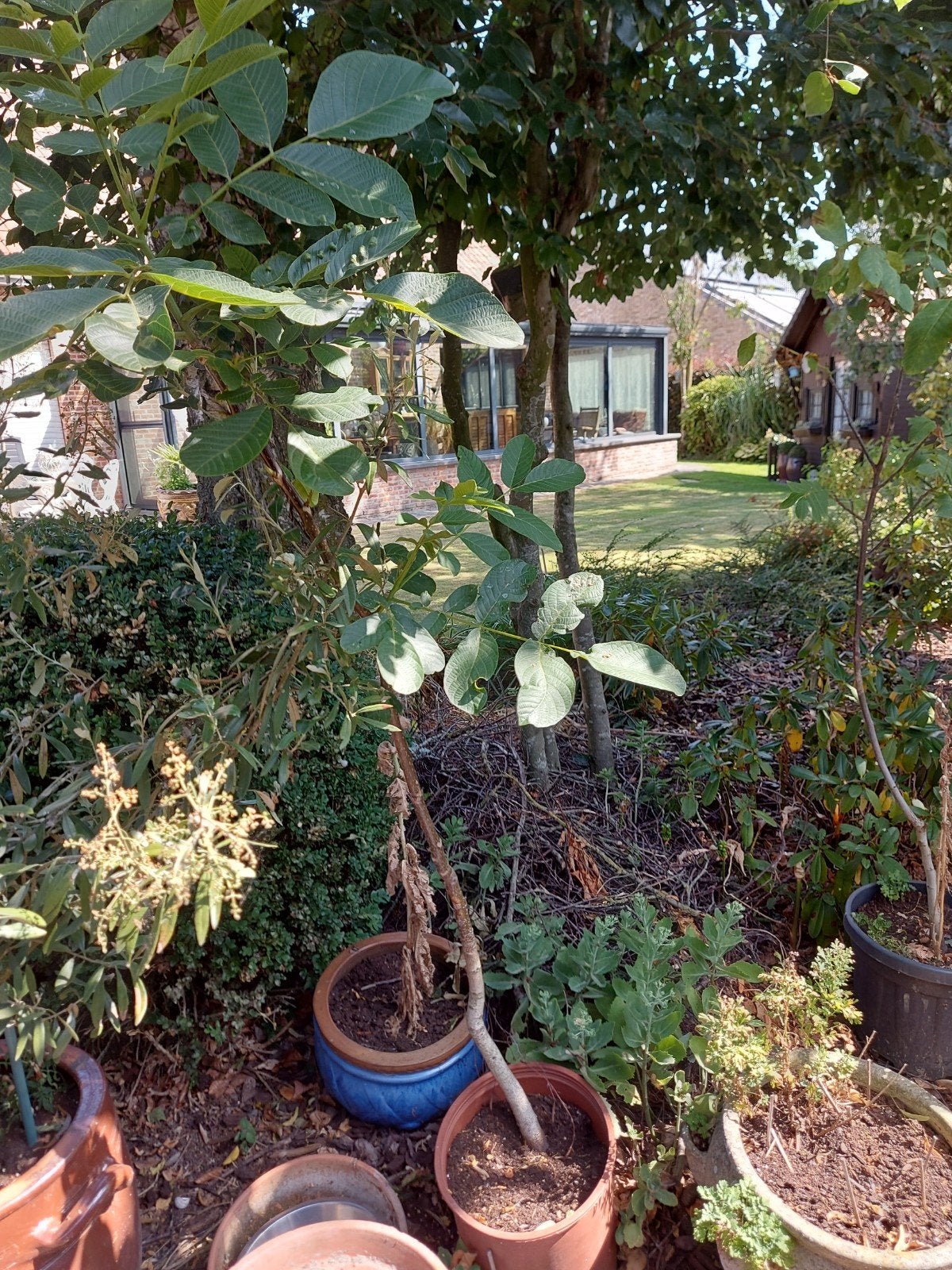 Notenbomen, Ophalen, In pot