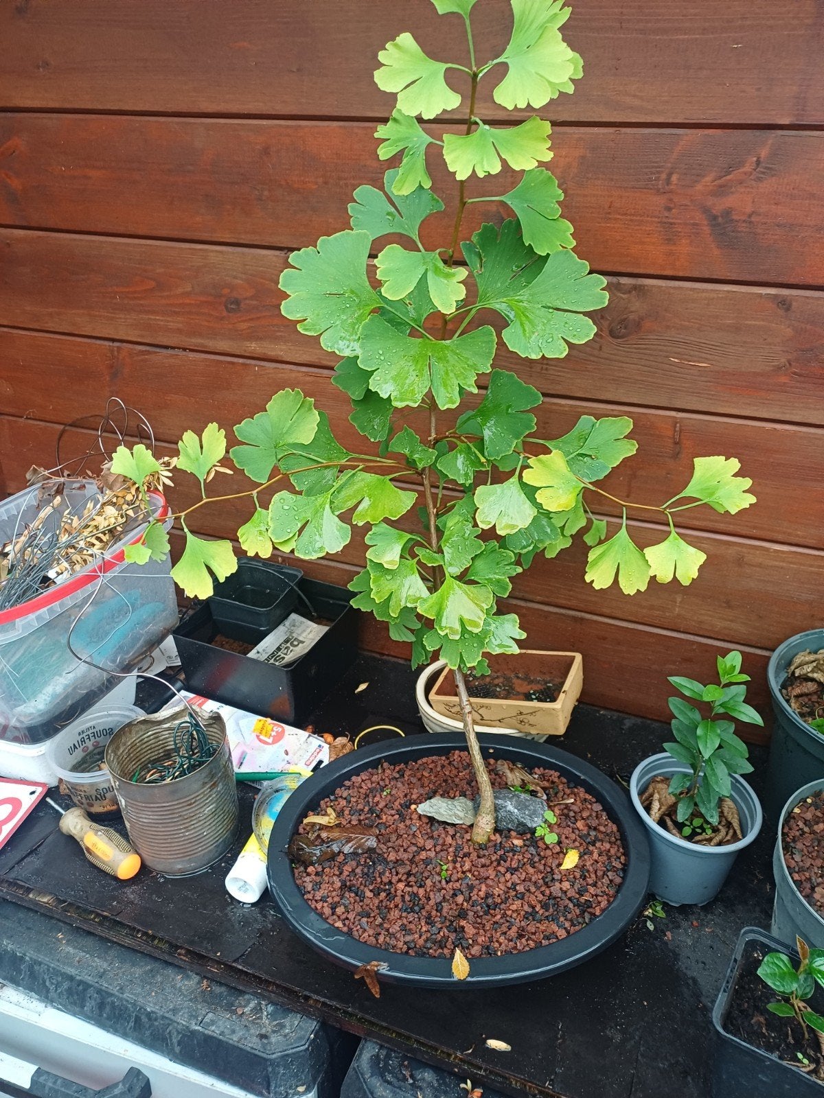 1 ginkgo bonsai, Ophalen