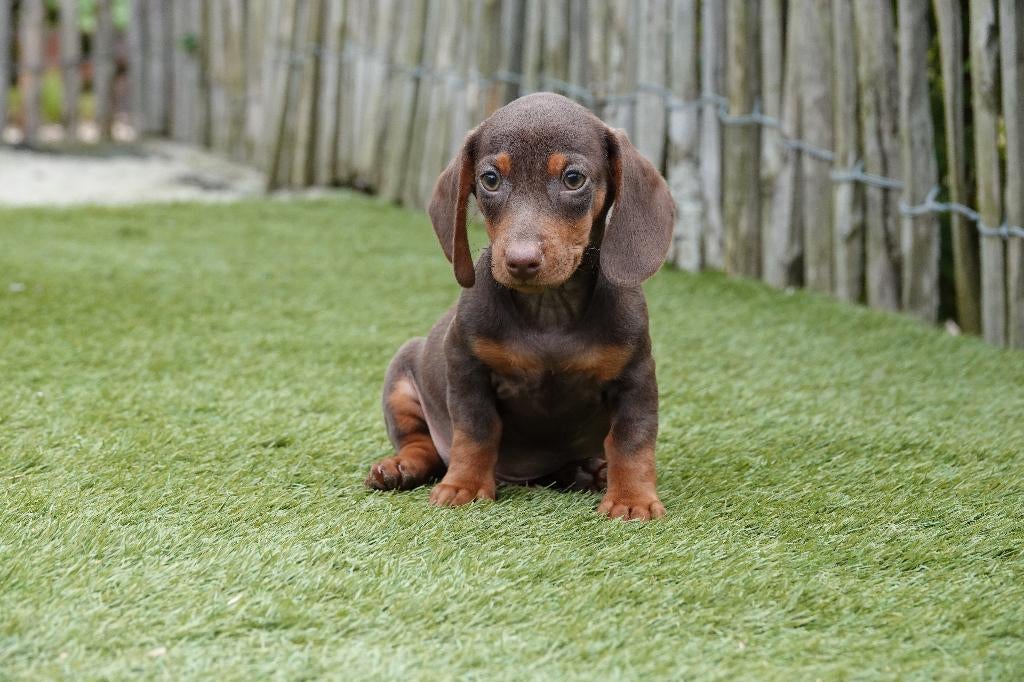 Chiots teckels nains à poil court (choco&tan et Black&tan), Animaux & Accessoires, Poils courts, Plusieurs, Nain, Hépatite contagieuse (maladie de Rubarth)