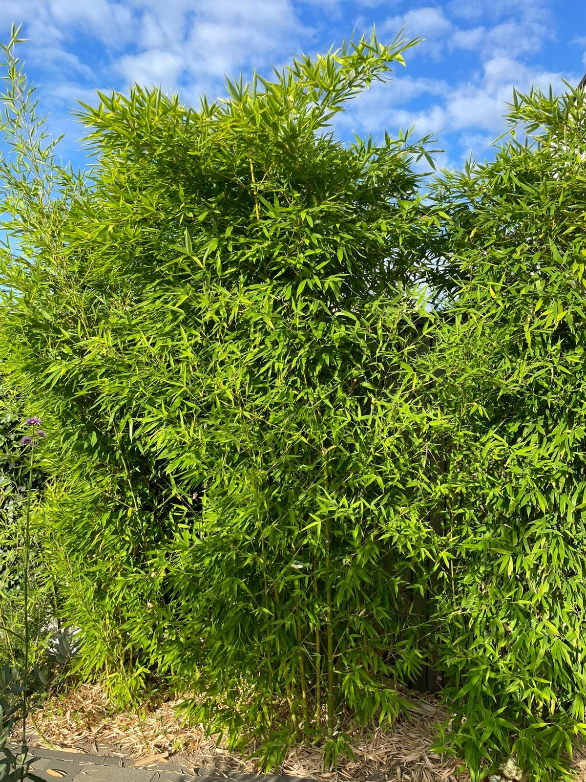 Bamboe, Tuin en Terras, Ophalen, Bamboe