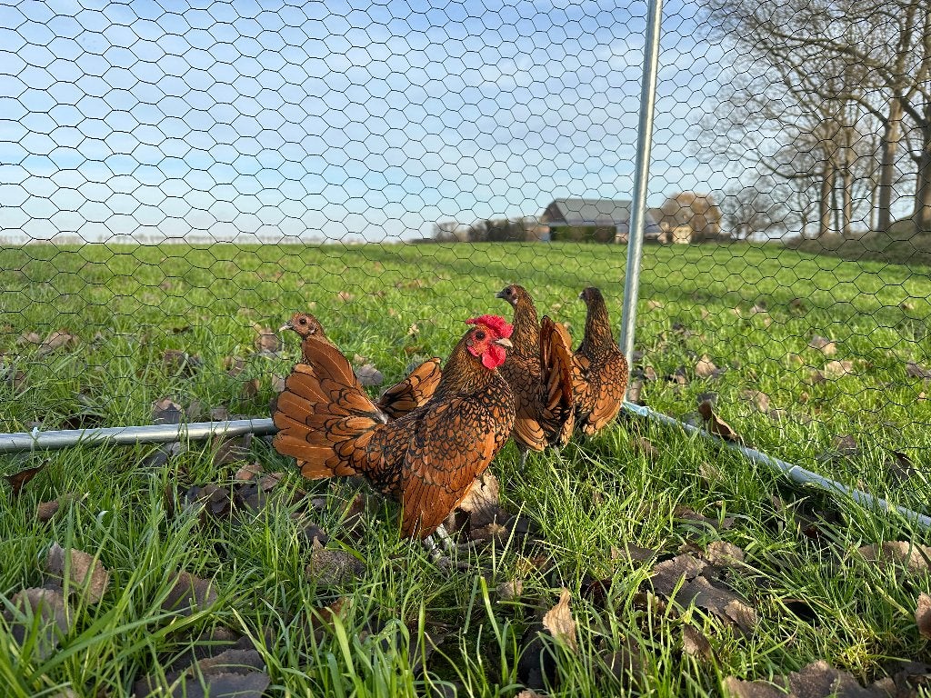 Jonge Sebright goud zwart gezoomd krielen gesekst en ingeënt, Dieren en Toebehoren, Vrouwelijk, Kip
