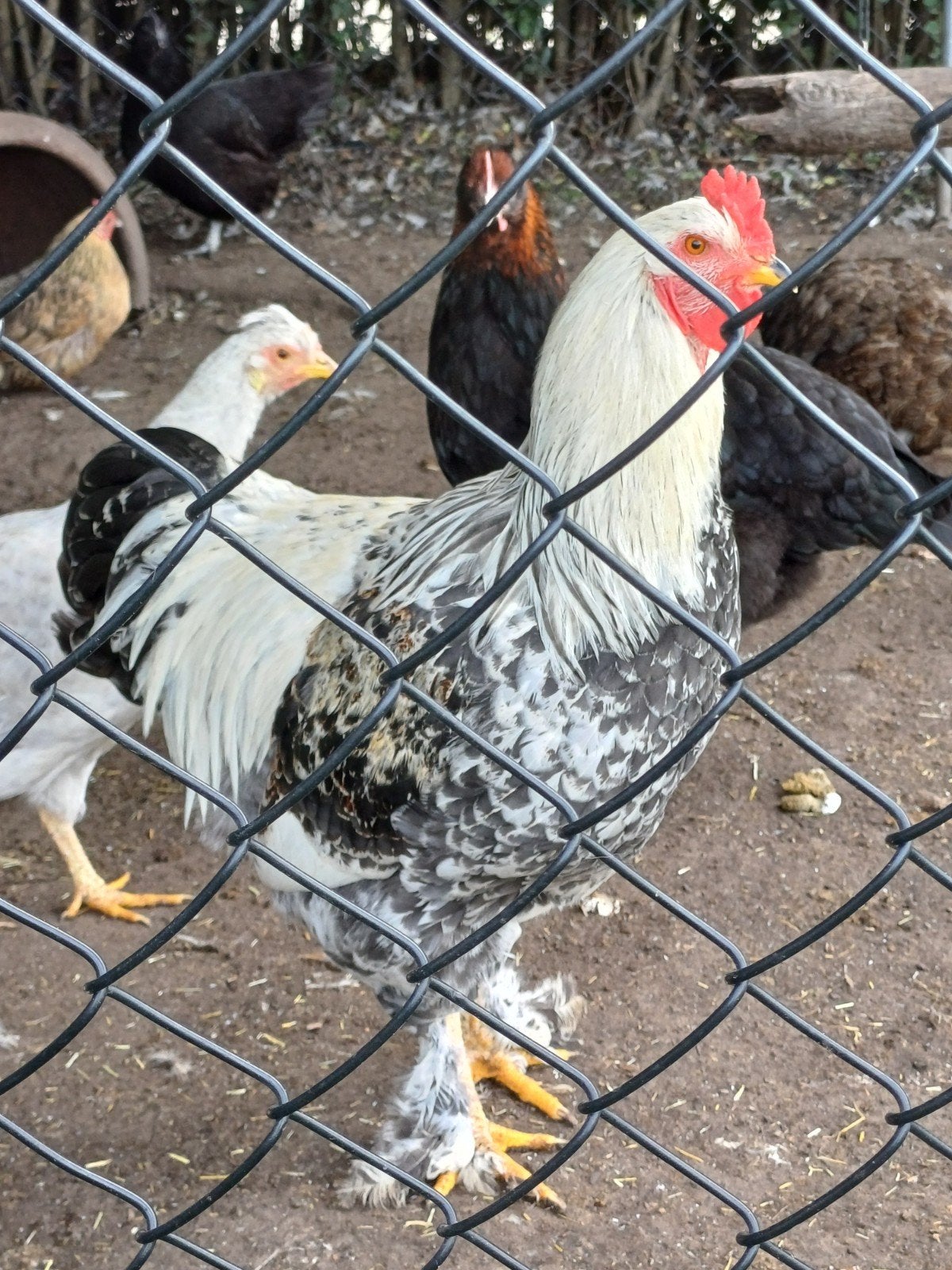 haan, Dieren en Toebehoren, Mannelijk, Kip