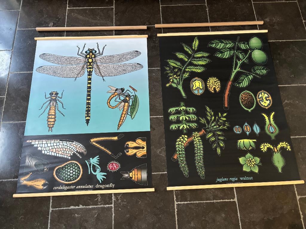 Set 2 Vintage IKEA Sibbared Schoolplaten Libel & Walnoot, Ophalen of Verzenden, Natuur en Biologie