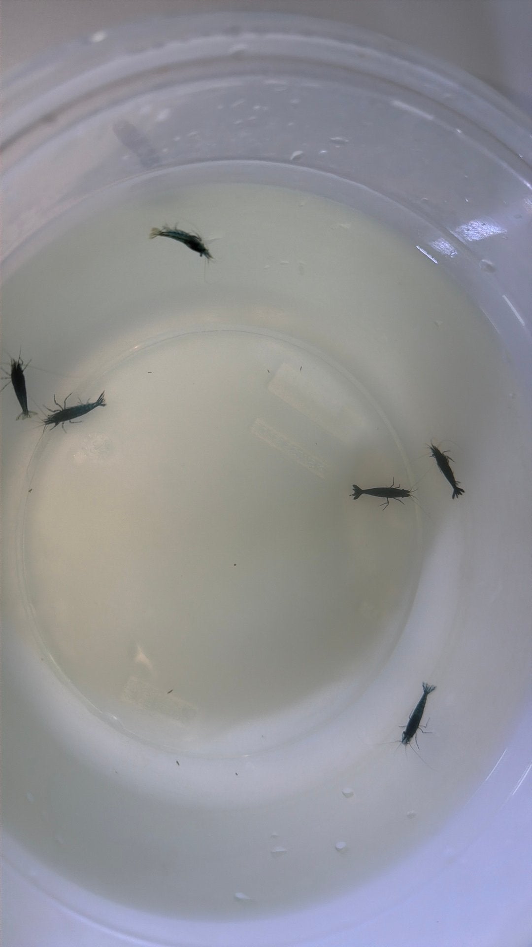 6 blauwe garnalen, Dieren en Toebehoren