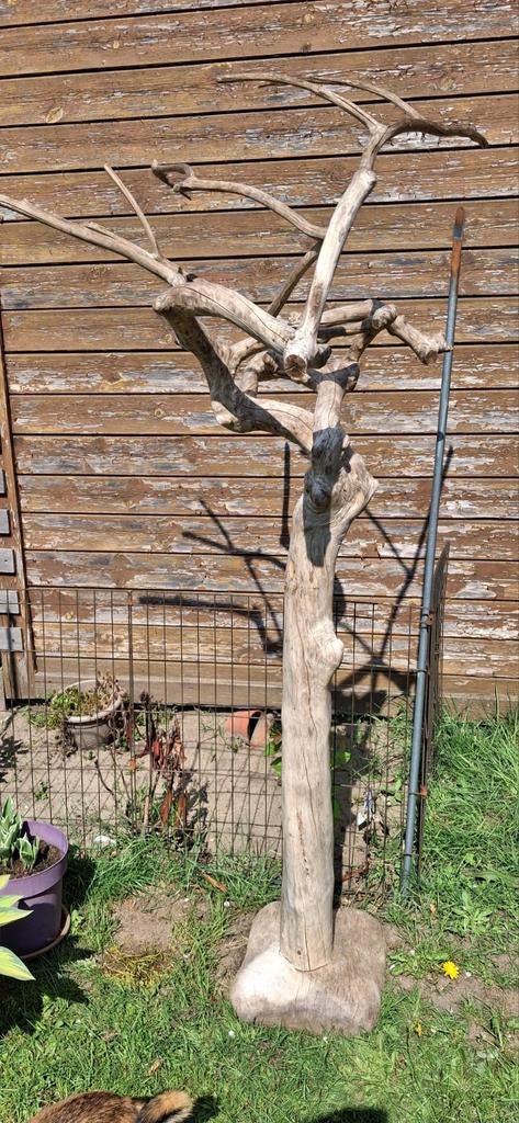 Bonsai boom, Ophalen