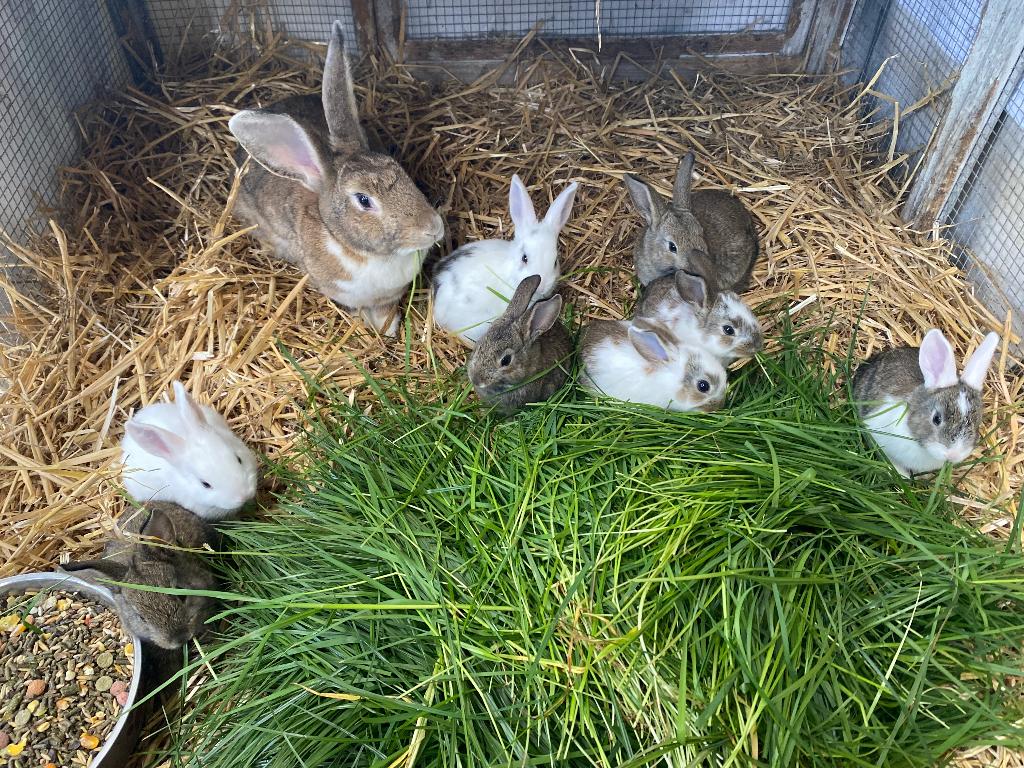 Konijnen, Dieren en Toebehoren, Meerdere dieren, Middelgroot