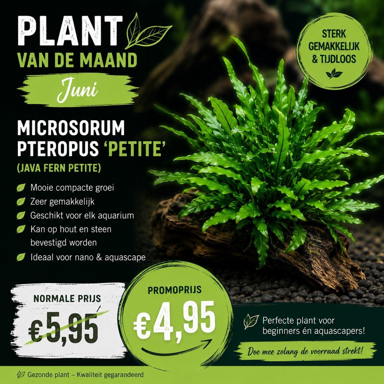 Aquariumplanten