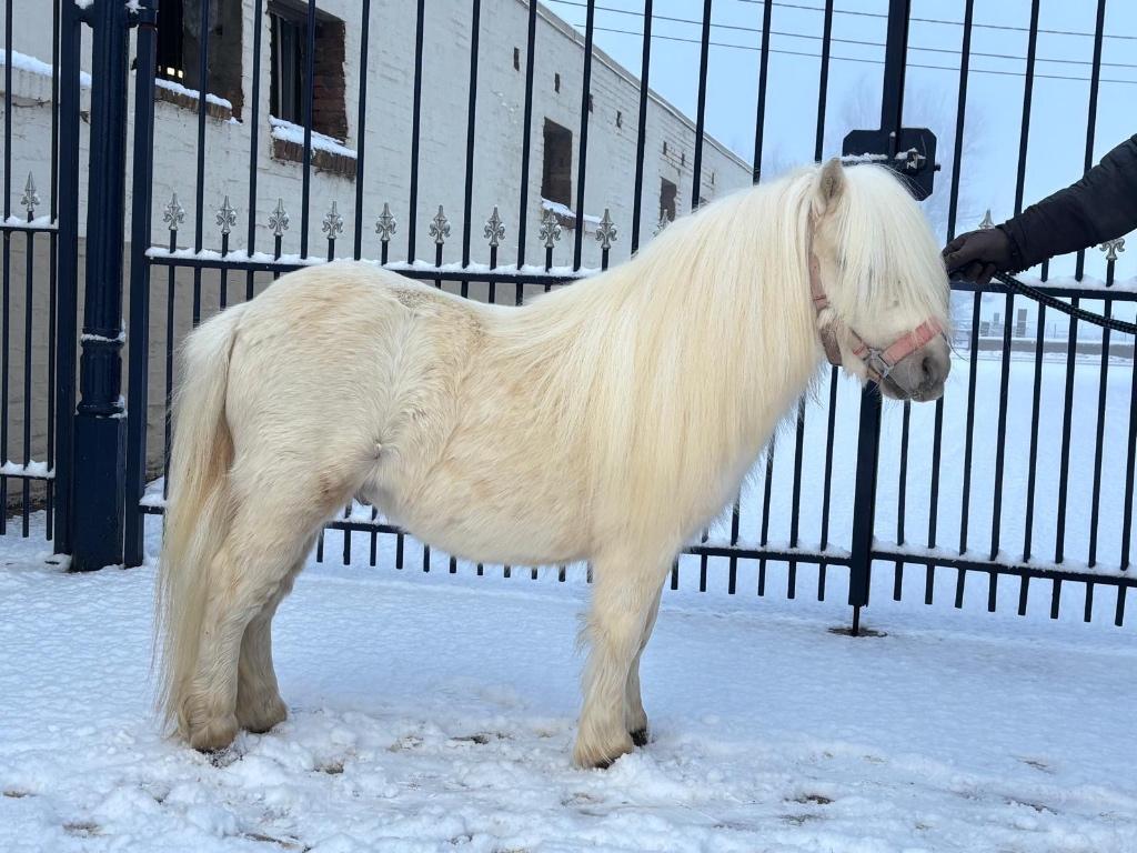 Mooie Palomino hengsten met stamboekpapieren, Met stamboom, Niet van toepassing, Hengst, A pony (tot 1.17m)