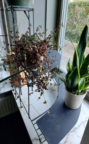 2 supports à plantes d'intérieur ou d'extérieur KB, Intérieur, Comme neuf, Enlèvement, Métal