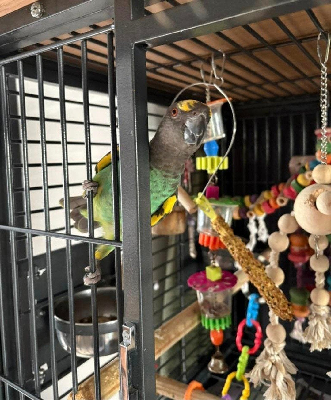Super tamme meyer papegaai man 2 jaar kan praten, Dieren en Toebehoren, Vogels | Parkieten en Papegaaien, Papegaai