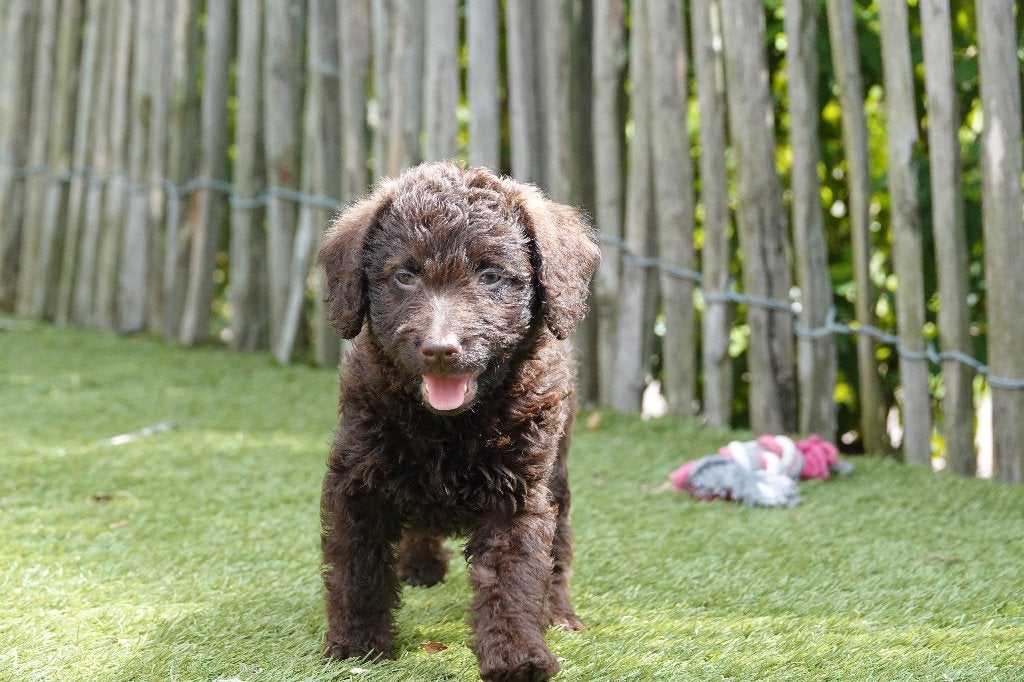 Magnifiques chiots Labradoodle Choco Medium, avec pedigree, Maladie de Carré (chiens), Autres races, Plusieurs, Belgique