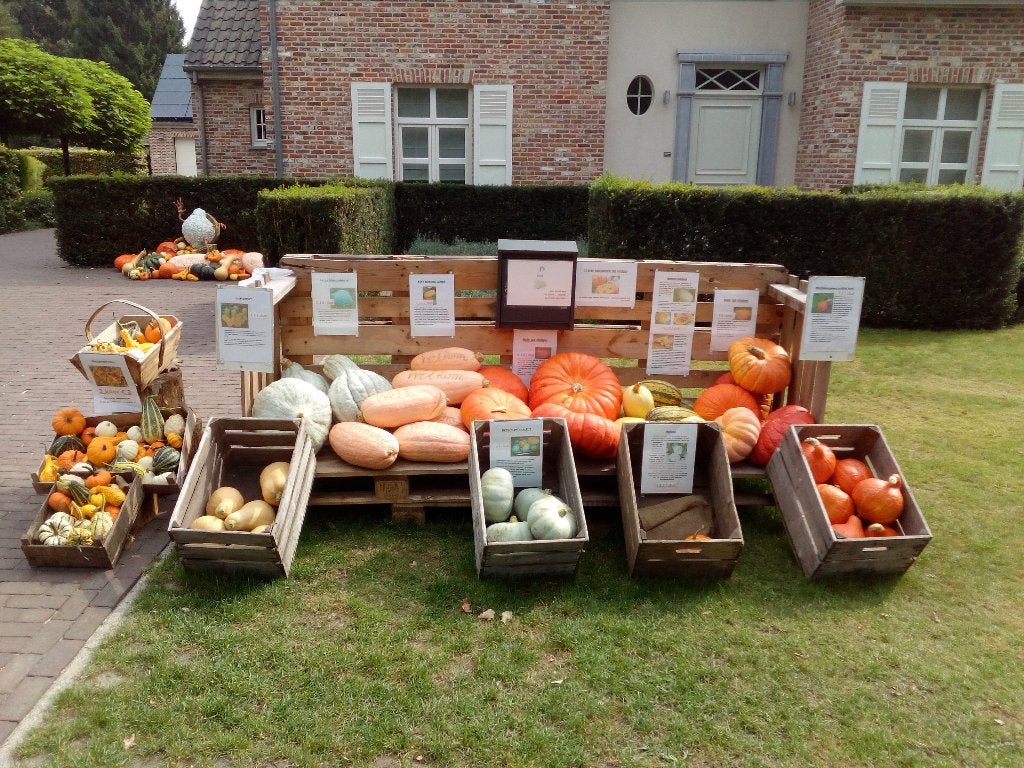 pompoenen - eet - decoratie - reuze - halloween, Enlèvement