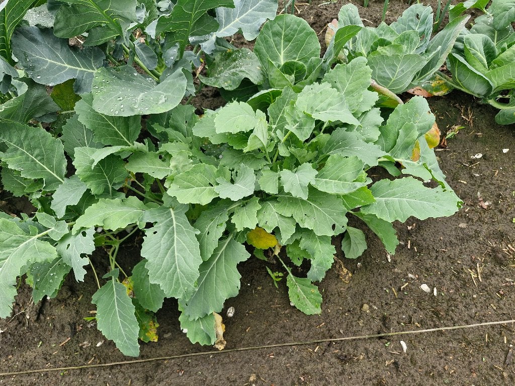 Koolrabi plantjes, Tuin en Terras, Planten | Tuinplanten, Ophalen, Eenjarig, Groenteplanten