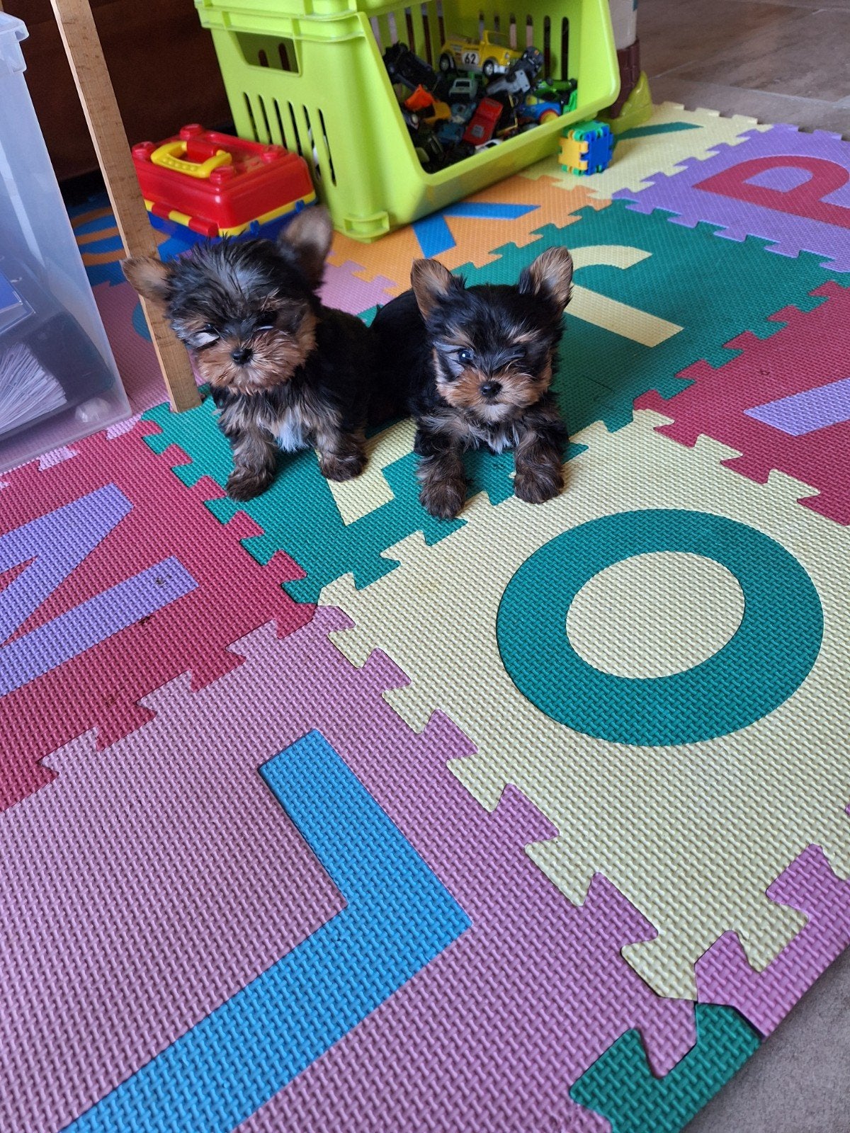 Mini Yorkshire terriër pups, Yorkshire Terrier, Maladie de Carré (chiens), Belgique, Plusieurs