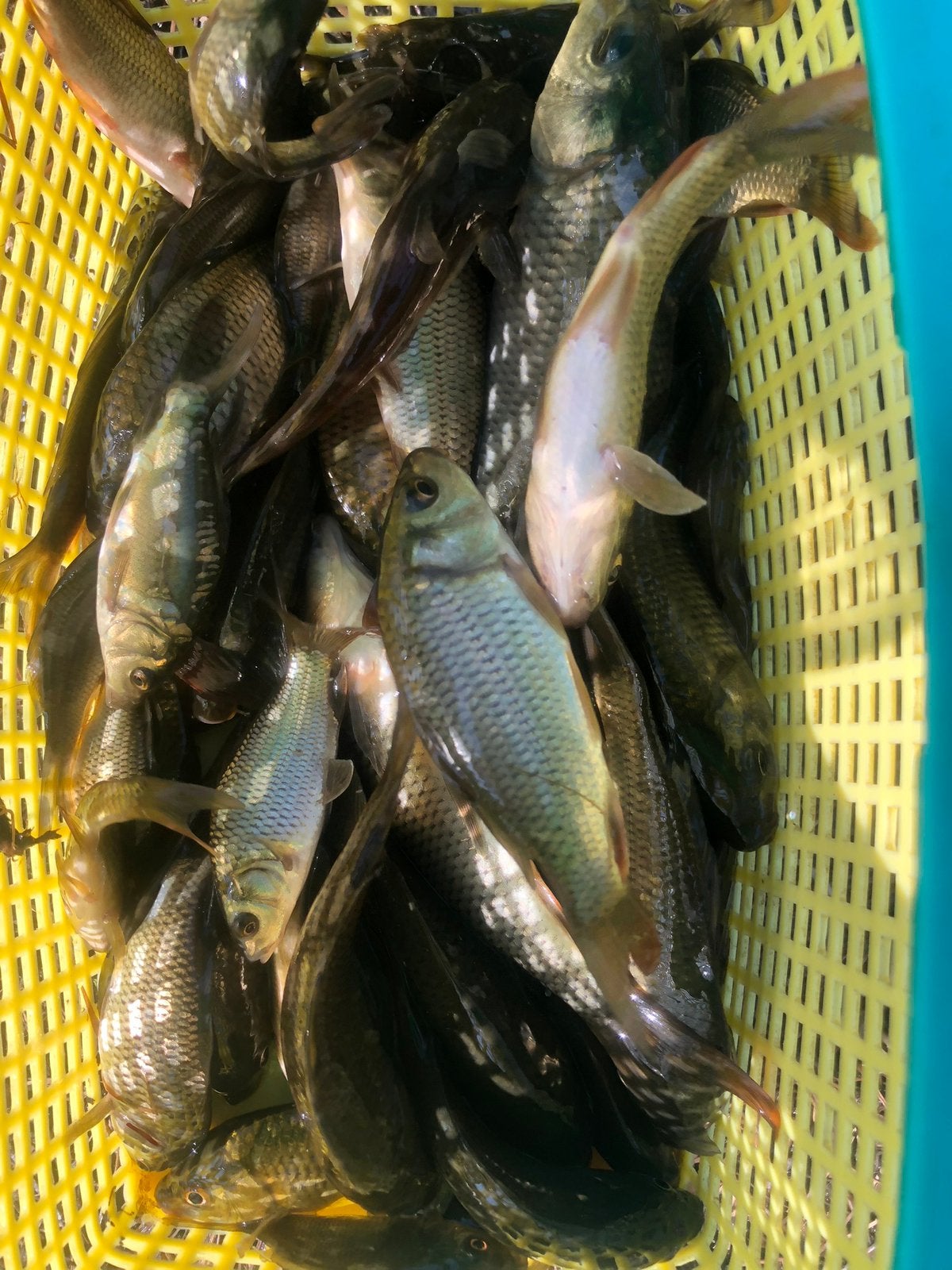 Kleine karpertjes, Animaux & Accessoires, Poissons | Poissons d'étang