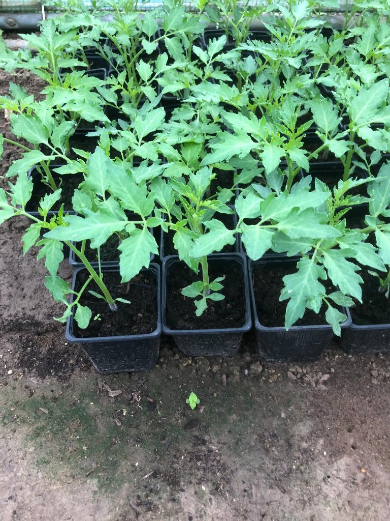Plants de tomates, Jardin & Terrasse, Plantes | Jardin, Ne fleurit pas, Annuelle, Plein soleil, Enlèvement