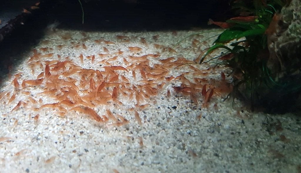 Neocaridina davidi var. red (red cherry), Animaux & Accessoires, Homard, Crabe ou Crevette, Poisson d'eau douce, Banc de poissons