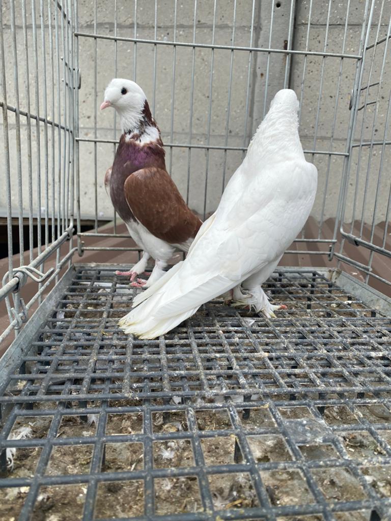 Takla elifli, Dieren en Toebehoren, Vogels | Duiven